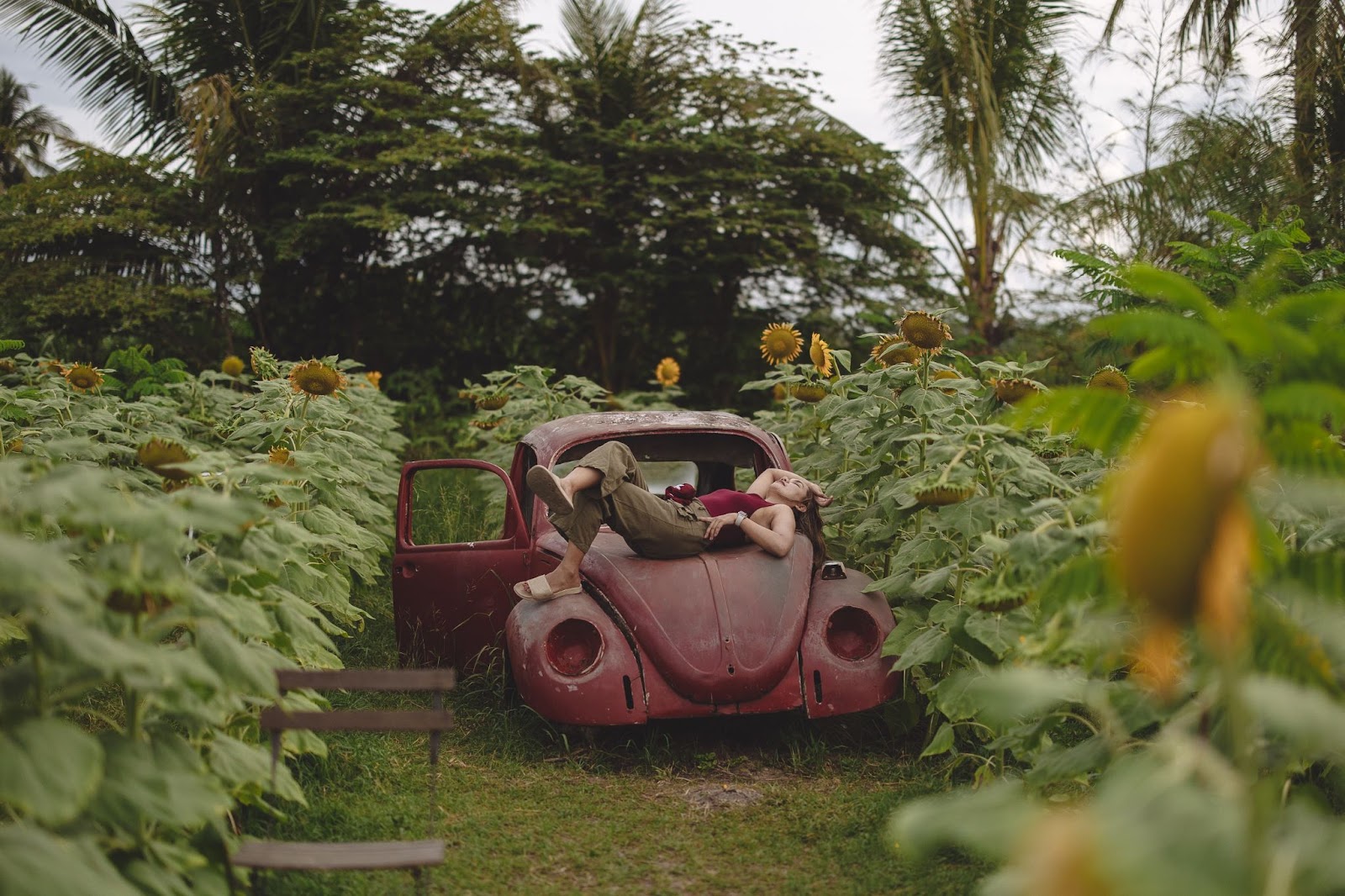 sunflower an old shell of an volkswagen car in a field of sunflowers with a girl lounging on it